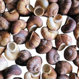 Small Japanese Snail