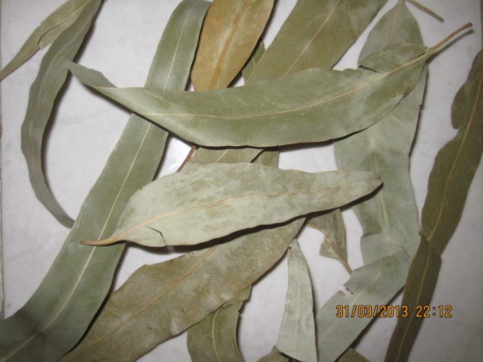 Eucalyptus