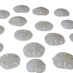 Sand Dollars