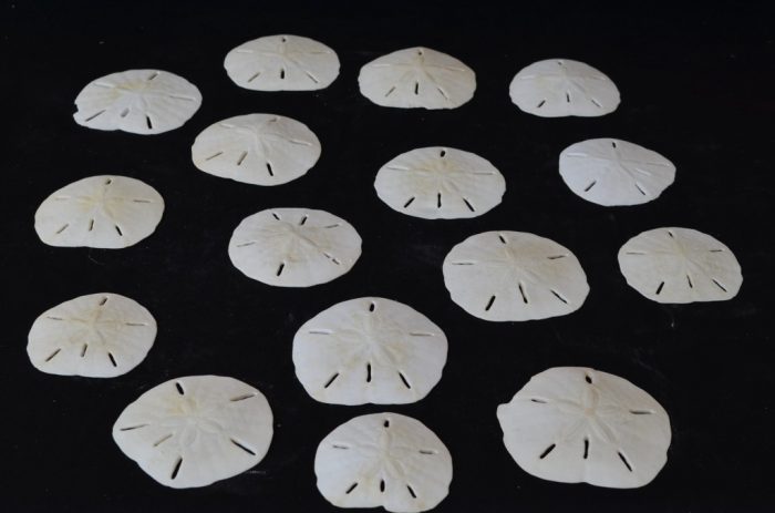 Sand Dollars