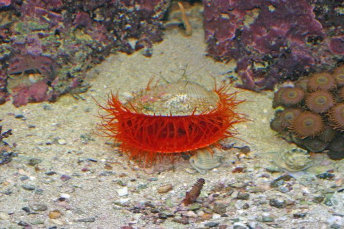 Flame scallop