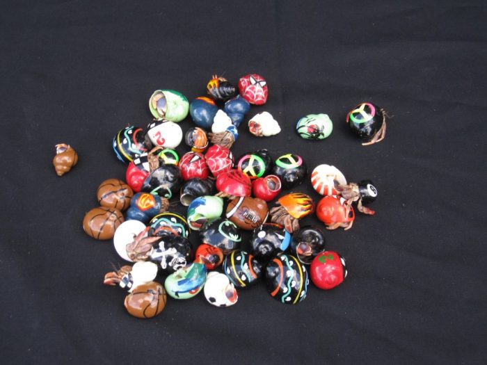 Small Hermit Crab in Painted Shells (Specialty)