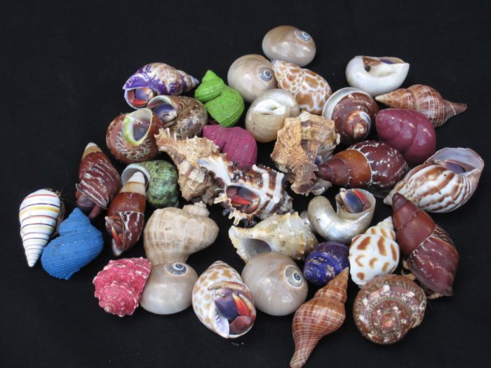 Medium Hermit Crab in Cleaned Shells (fancy)