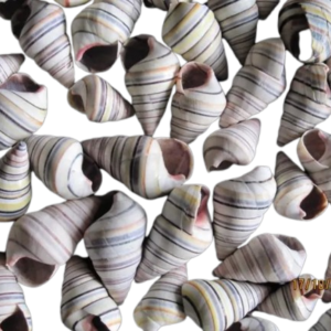 Tree Snail ( Candy Snail)