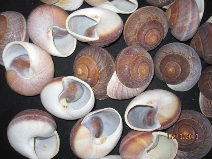 Large Snail Shell