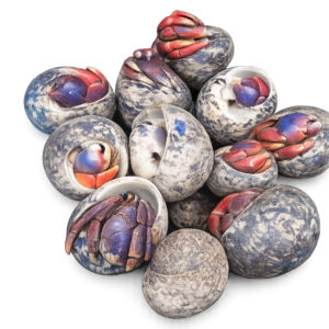 Large Hermit Crabs in native shells