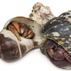 Large hermit crab in fancy shells