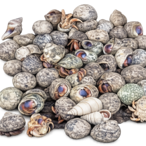 Small hermit crabs in natural shells