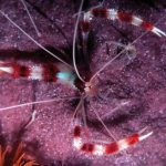 Coral Banded Shrimp