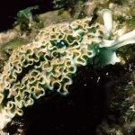 green nudibranch