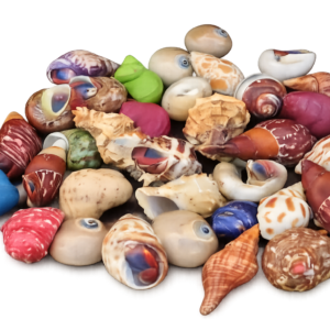 medium assorted fancy hermit crabs