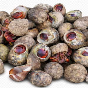 medium cluster of native hermit crab