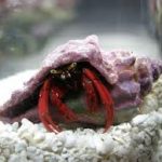 Scarlet Hermit Crab