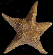 Bahamas Star Fish