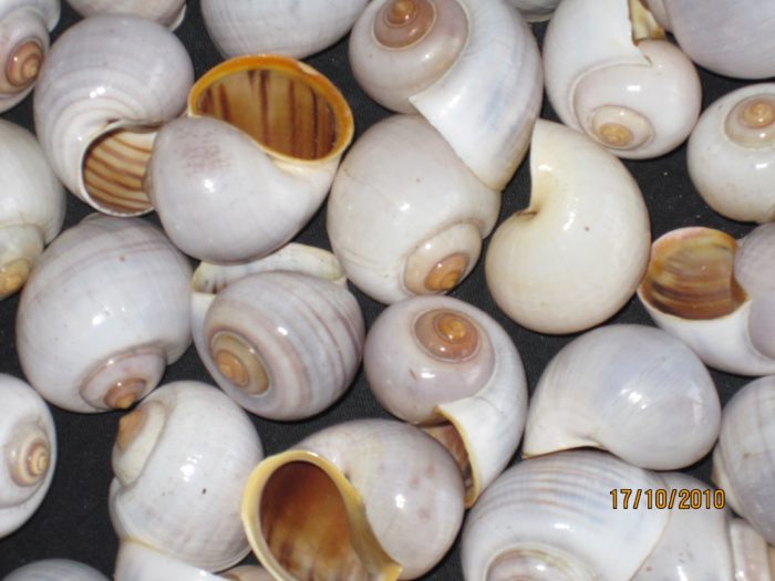 Buble Shell