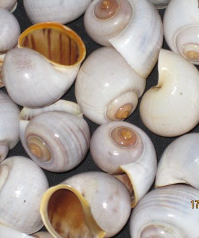 Buble Shell