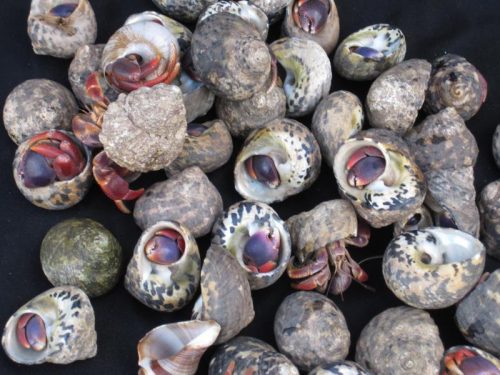Medium Hermit Crab in Native Shells (native)