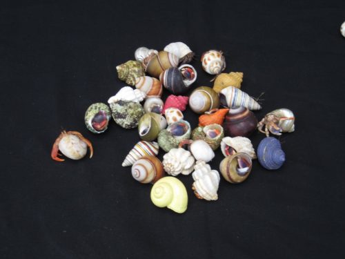 Small Hermit Crab in Cleaned Shells (fancy)