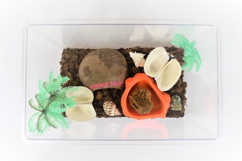 Complete hermit crab terrarium kit, medium