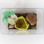 Complete Hermit crab terrarium kit, small