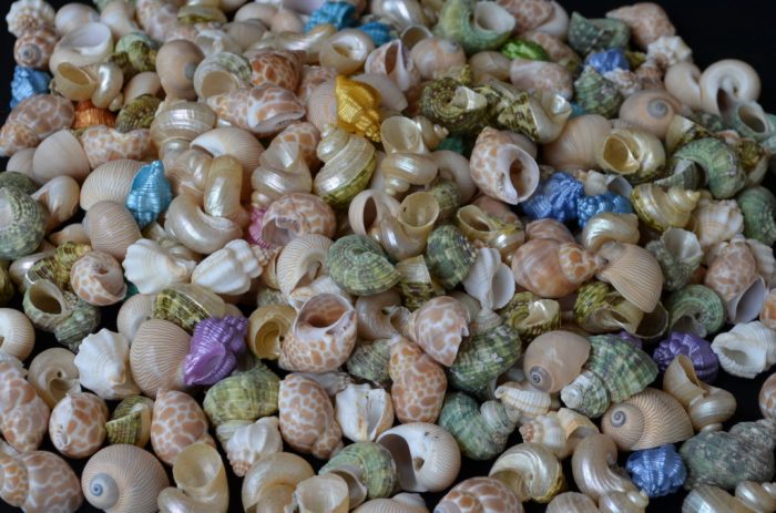 Hermit Crab Small Assorted Fancy Shells