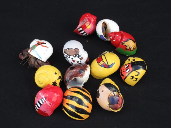 Large Hermit Crab in Painted Shells (Specialty)