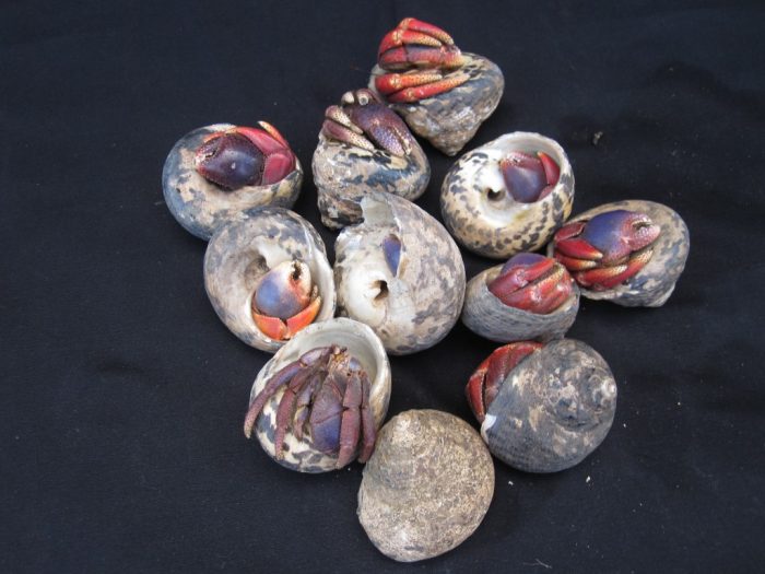 Large Hermit Crab in Native Shells (native)