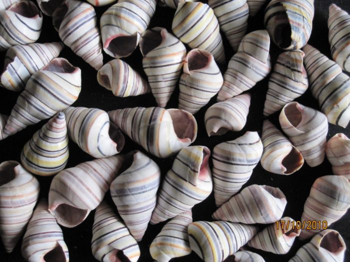 Tree Snail ( Candy Snail)