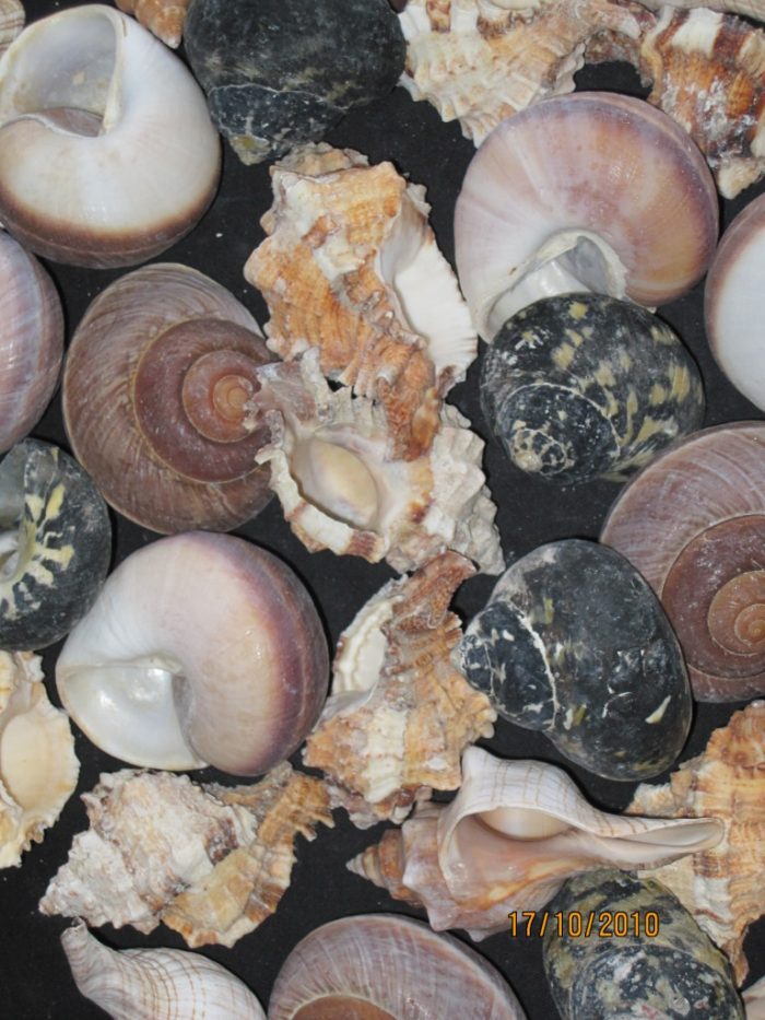 Large Mixed Hermit Crab Fancy Shells