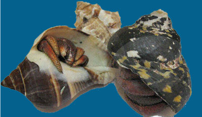 Large Hermit Crab in Cleaned Shells(Fancy)