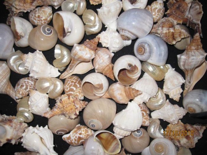Hermit Crab Medium Fancy Shells