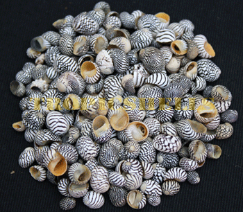 Zebra Shells