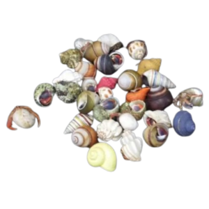 Small Hermit Crab in Cleaned Shells (fancy)